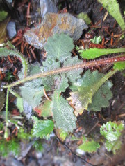 Micranthes petiolaris