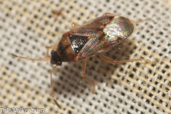 Lasiosomus enervis
