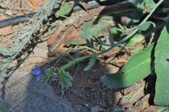 Anchusa strigosa