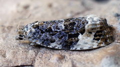Apotomis sororculana