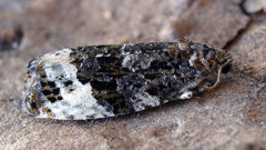 Apotomis sororculana