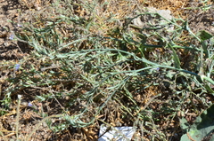 Anchusa strigosa