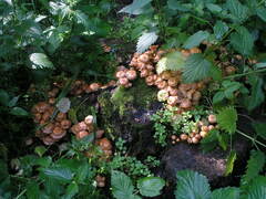 Kuehneromyces mutabilis