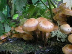 Kuehneromyces mutabilis