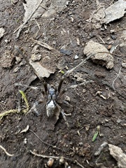 Allende nigrohumeralis