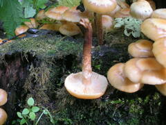 Kuehneromyces mutabilis