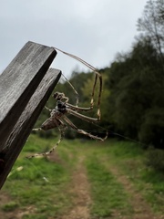 Allende nigrohumeralis