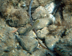 Diplodus annularis