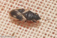 Microplax plagiata