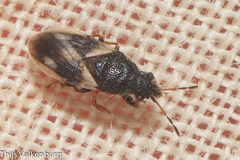 Microplax plagiata