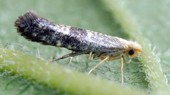 Argyresthia glaucinella