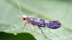 Argyresthia glaucinella