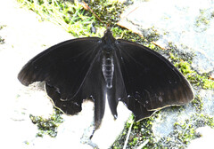 Corades pannonia