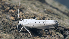 Yponomeuta rorrella