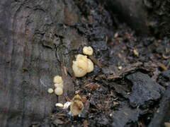 Hymenoscyphus imberbis