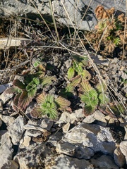 Ajuga orientalis
