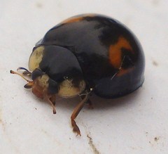 Harmonia axyridis