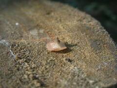 Hymenoscyphus imberbis