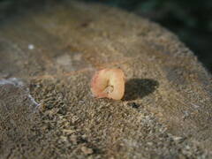 Hymenoscyphus imberbis