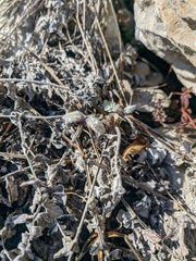 Psephellus declinatus