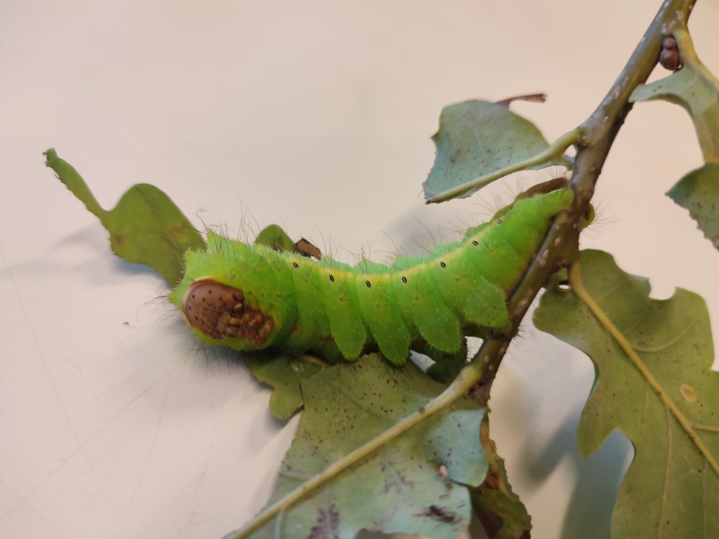 Chinese Tussar Moth