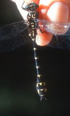 Stylurus scudderi