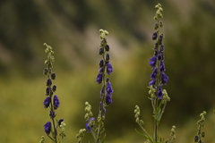 Aconitum soongaricum