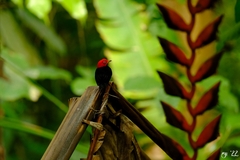 Ceratopipra mentalis