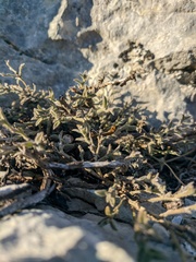 Genista albida