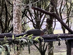 Chamaepetes goudotii