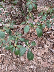 Kalmia latifolia