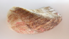Lamarcka imbricata