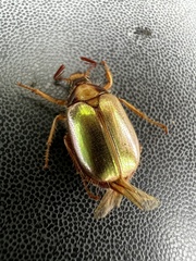 Phytholaema mutabilis