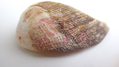 Lamarcka imbricata