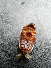 Phytholaema mutabilis