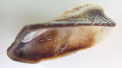 Lamarcka imbricata