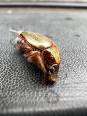 Phytholaema mutabilis