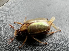 Phytholaema mutabilis