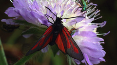 Zygaena osterodensis