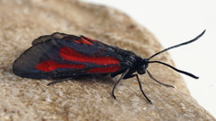 Zygaena osterodensis