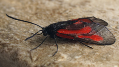 Zygaena osterodensis