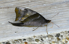 Corades pannonia