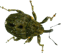 Ceutorhynchini