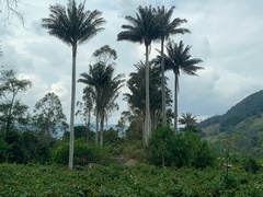 Ceroxylon quindiuense