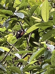 Philodice mitchellii