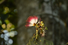 Calliandra surinamensis