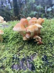 Pyrrhulomyces astragalinus