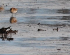 Calidris pusilla
