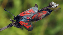 Zygaena minos