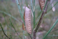 Cytisus scoparius